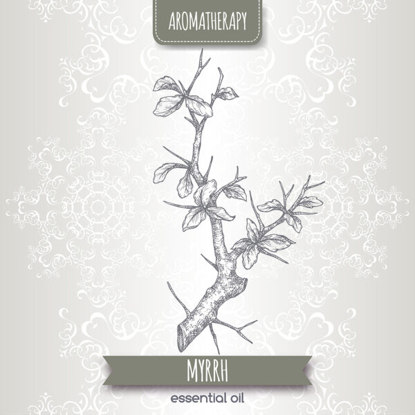 Myrrh Essential oil tree