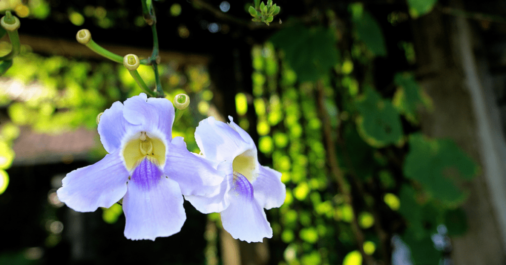 Real Botanical Gardens Goodness