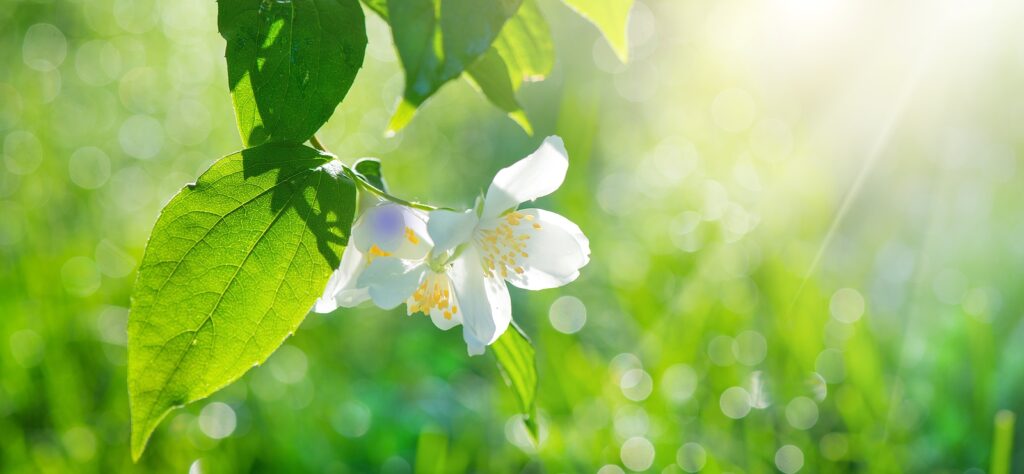 Jasmine Flower