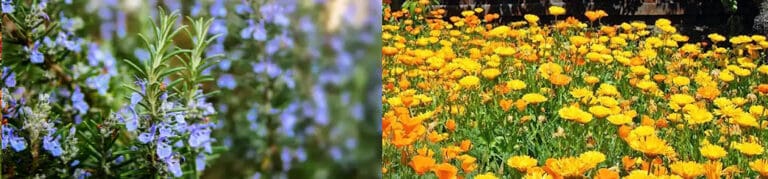Organic Herbs