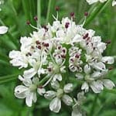 Angelica Archangelica (Angelica) Angelica Archangelica (Angelica) The 22 herbs of our LevensESSENTIE Gold ®