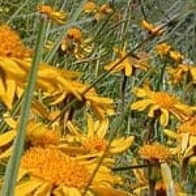 Arnica (Arnica Montana) The 22 herbs of our LevensESSENTIE Gold ® Arnica (Arnica Montana) The 22 herbs of our LevensESSENTIE Gold ®