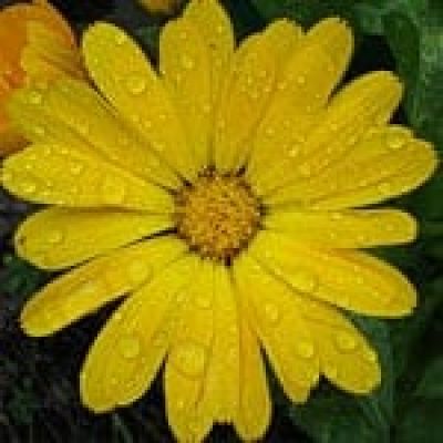 Calendula (Calendula Officinalis)The 22 herbs of our LevensESSENTIE Gold ® Calendula (Calendula Officinalis)The 22 herbs of our LevensESSENTIE Gold ®