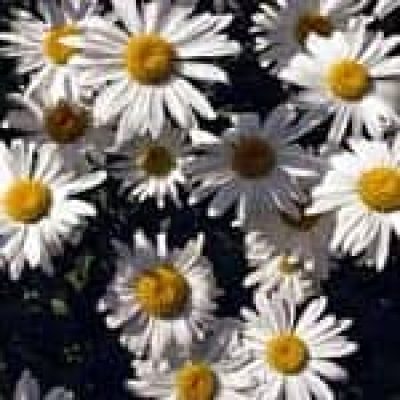Chamomile (Matricaria Recutita) The 22 herbs of our LevensESSENTIE Gold ® Chamomile (Matricaria Recutita) The 22 herbs of our LevensESSENTIE Gold ®