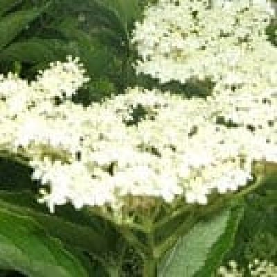 ElderFlower (Sambucus Nigra) The 22 herbs of our LevensESSENTIE Gold ® ElderFlower (Sambucus Nigra) The 22 herbs of our LevensESSENTIE Gold ®
