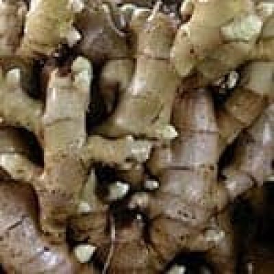 Ginger (Zingiber Officinalis)The 22 herbs of our LevensESSENTIE Gold ® Ginger (Zingiber Officinalis) The 22 herbs of our LevensESSENTIE Gold ®