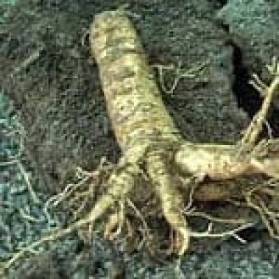 Ginseng Root (Panax Quinquefolia) The 22 herbs of our LevensESSENTIE Gold ® Ginseng Root (Panax Quinquefolia) The 22 herbs of our LevensESSENTIE Gold ®