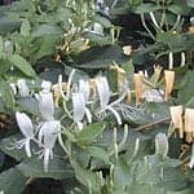 HoneySuckle (Lonicera Japonica) The 22 herbs of our LevensESSENTIE Gold ® HoneySuckle (Lonicera Japonica) The 22 herbs of our LevensESSENTIE Gold ®