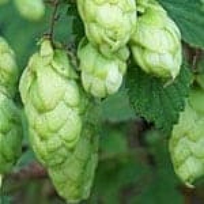 Hop (Humulus Lupulus) The 22 herbs of our LevensESSENTIE Gold ® Hop (Humulus Lupulus) The 22 herbs of our LevensESSENTIE Gold ®