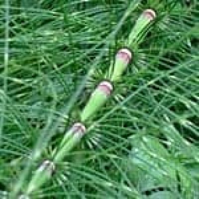 Horse Tail (Equisetum Hyemale) The 22 herbs of our LevensESSENTIE Gold ® Horse Tail (Equisetum Hyemale) The 22 herbs of our LevensESSENTIE Gold ®