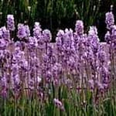 Lavender (Lavandula Vera) The 22 herbs of our LevensESSENTIE Gold ® Lavender (Lavandula Vera) The 22 herbs of our LevensESSENTIE Gold ®