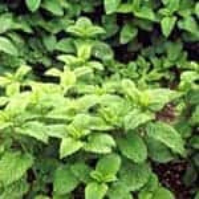 Lemon Balm (Melissa Officinalis)The 22 herbs of our LevensESSENTIE Gold ® Lemon Balm (Melissa Officinalis)The 22 herbs of our LevensESSENTIE Gold ®
