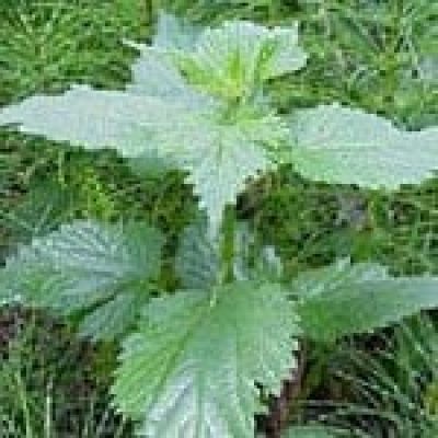 Nettle (Urtica Dioica) The 22 herbs of our LevensESSENTIE Gold ® Nettle (Urtica Dioica) The 22 herbs of our LevensESSENTIE Gold ®