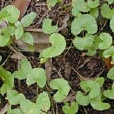 Pegaga (Centella Asiatica) The 22 herbs of our LevensESSENTIE Gold ® Pegaga (Centella Asiatica) The 22 herbs of our LevensESSENTIE Gold ®