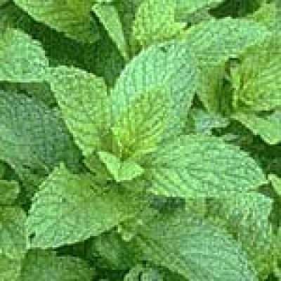 Peppermint (Mentha Piperita) The 22 herbs of our LevensESSENTIE Gold ® Peppermint (Mentha Piperita) The 22 herbs of our LevensESSENTIE Gold ®