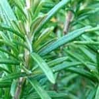 Rosemary (Rosmarinus Officinalis) The 22 herbs of our LevensESSENTIE Gold ® Rosemary (Rosmarinus Officinalis) The 22 herbs of our LevensESSENTIE Gold ®