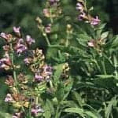 Sage (Salvia Officinalis) The 22 herbs of our LevensESSENTIE Gold ® Sage (Salvia Officinalis) The 22 herbs of our LevensESSENTIE Gold ®