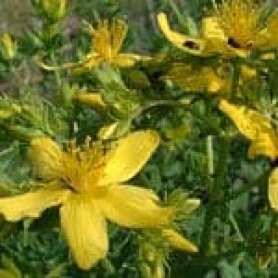 St. John’s Wort (Hypericum Perforatum) The 22 herbs of our LevensESSENTIE Gold ® St. John's Wort (Hypericum Perforatum) The 22 herbs of our LevensESSENTIE Gold ®