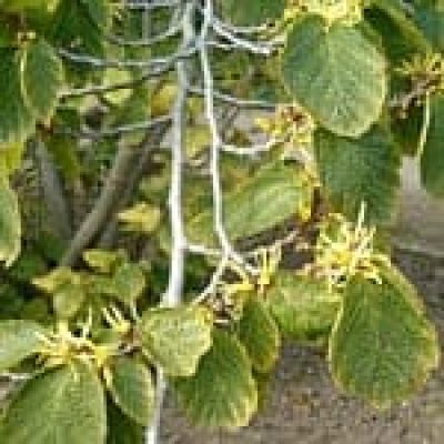 Witch Hazel (Hamamelis Virginiana) The 22 herbs of our LevensESSENTIE Gold ® Witch Hazel (Hamamelis Virginiana) The 22 herbs of our LevensESSENTIE Gold ®