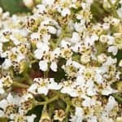 Yarrow (Achillea millefolium) The 22 herbs of our LevensESSENTIE Gold ® Yarrow (Achillea millefolium) The 22 herbs of our LevensESSENTIE Gold ®